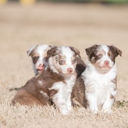 Miniature Australian Shepherd Puppies from Helm Farms Aussies
