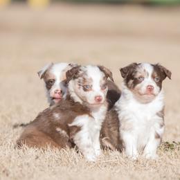 Miniature Australian Shepherd Puppies from Helm Farms Aussies