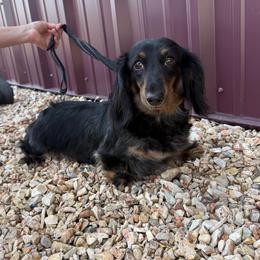 Mollie - Dachshund