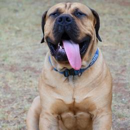 Mirko - Boerboel