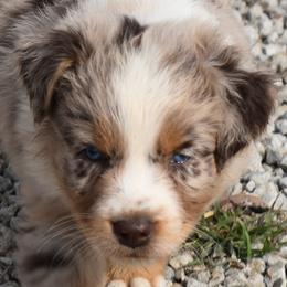 CHARMING - Red merle male Australian Shepherd puppy in Nowata, Oklahoma from 4Feathers