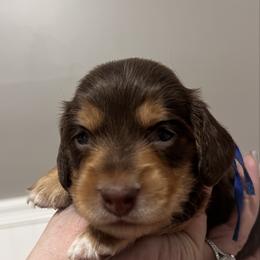 Crunch   AKC   PRA  CLEAR - Chocolate and tan male Dachshund puppy in Miami, Florida from Maitime Dachshund