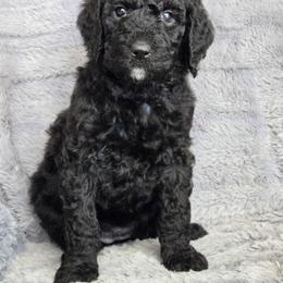 Black girl - Black female Poodle puppy in Bauxite, Arkansas from Mountain Ridge Poodles