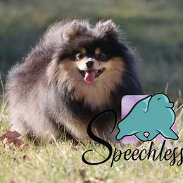 Tesla - Pomeranian