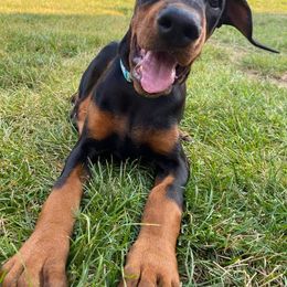 Doberman Pinscher Puppies from KB's Dobermans