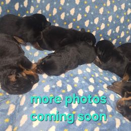 Mint male - Black and mahogany male Rottweiler puppy in Salem, Oregon from C&C Royal Rottweilers