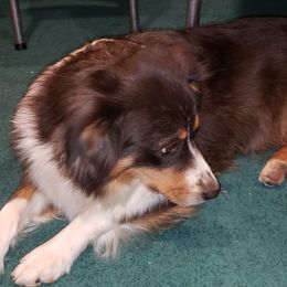 Susan - Miniature Australian Shepherd