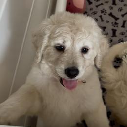 Candy - Cream female Goldendoodle puppy in Pensacola, Florida from Goldendoodles Love You in Pensacola Friend Edition