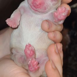 Miniature Schnauzer Puppies from Kristy's French Bulldogs & Mini Schnauzers