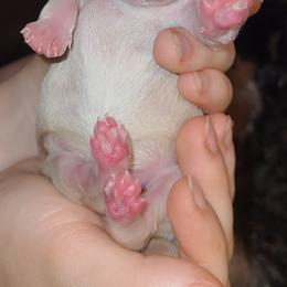 Miniature Schnauzer Puppies from Kristy's French Bulldogs & Mini Schnauzers