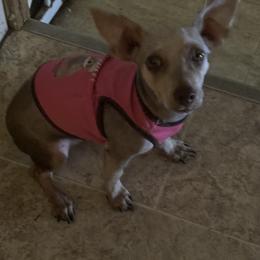 Gin Gin - Chocolate and tan female Yorkshire Terrier puppy in Eden, Maryland from Canines  Unlimited