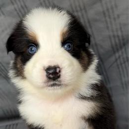 SR1 - Black tri-color female Australian Shepherd puppy in Ada, Ohio from Windy Hill Aussies