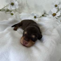 Boy 3 - Chocolate and cream male Dachshund puppy in San Diego, California from Enchanted little dachshunds