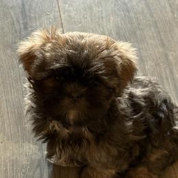 Reba - Sable female Shih Tzu puppy in Boiling Springs, South Carolina from Sherry Whiteside's Shih Tzus
