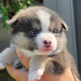 Stella - Blue female Pomsky puppy in Spokane, Washington from CJ White's Poms and Pomskies