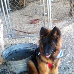German Shepherd Puppies from Countryside Kennel