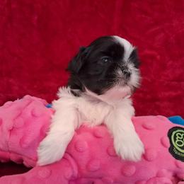 Cady - Black and white female Shih Tzu puppy in Silver Springs, Nevada from Meadowlyn's Dream Shih Tzu