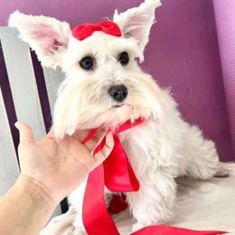 Snow Baby - Miniature Schnauzer