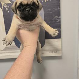 Gizmo - Fawn male Pug puppy in Auburn, Kentucky from Prentice Family Pugs