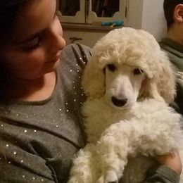 Poodle Puppies from Countryside Standard Poodles