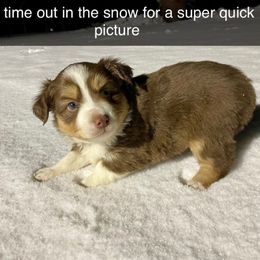 Tri boy - Red tri male Toy Australian Shepherd puppy in Hillsboro, Illinois from Shoal Creek Puppies