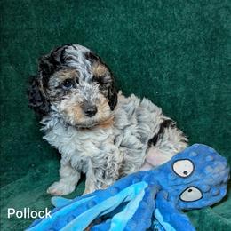Pollock - Black and white male Cockapoo puppy in Sunset, Louisiana from Cano Cockapoos