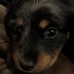 Missy - Black and cream female Dachshund puppy in Plumas Lake, California from Royal T Miniature Dachshunds
