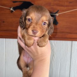 Liberty - Red female Dachshund puppy in Goldthwaite, Texas from Mini Mama Dachshunds
