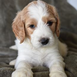 Goldendoodle Puppies from Edge Farm Goldendoodles