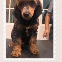 Girl 5 - Sable female Poodle puppy in Houston, Texas from CMJ Kennels