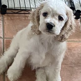 Rosie - Buff and white female Cocker Spaniel puppy in Cincinnati, Ohio from Sweet Peach Cocker Spaniels