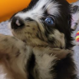 Australian Shepherd Puppies from Summit Australian Shepherds