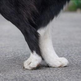 Border Collie puppies from Inspire Performance Dogs
