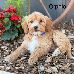 Orphie - Apricot female Goldendoodle puppy in Oxford, Pennsylvania from FriendlyPals