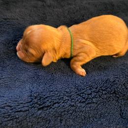 Gremlin - Ruby male Cavalier King Charles Spaniel puppy in Sunny Valley, Oregon from Sunny Valley Cavaliers