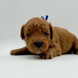 Boy 2 - Red  male Goldendoodle puppy in Philadelphia, Mississippi from Oakie Doodles