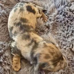 Girl 4 - Dapple Dachshund puppy in Barre, Massachusetts from Central Mass Dachshunds