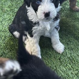 Aussiedoodle Puppies from Penny’s Pals