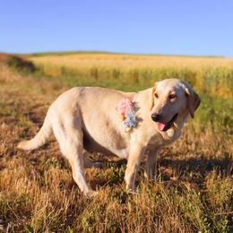 Dilute Retriever Puppies from Prairie Hills Labs