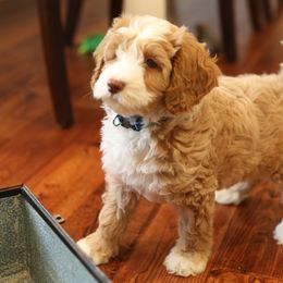 Australian Labradoodle Puppies from Majestic Labradoodles