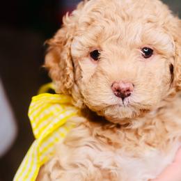 Ivory - Cream female Goldendoodle puppy in Forney, Texas from Diamond Doodle Pups and Poodles