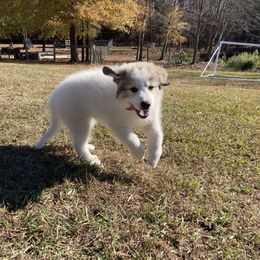 Great Pyrenees Puppies from Sweet Land of Liberty