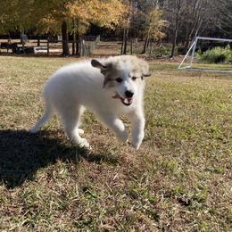 Great Pyrenees Puppies from Sweet Land of Liberty