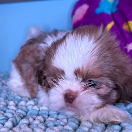 Lilly - Sable and white female Shih Tzu puppy in Bradley, South Carolina from Katie’s Kennel