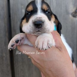 Whitaker - Black white and brown male Basset Hound puppy in Pilot Rock, Oregon from Blue Mountain Bassets