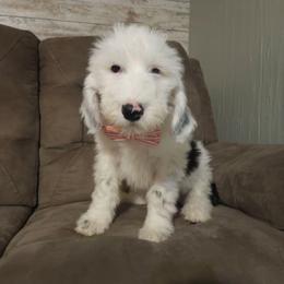 Linus - Black and white male Sheepadoodle puppy in Farley, Iowa from Iowa's Doodle Co.
