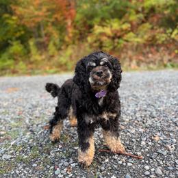 Duchess - Black white and tan female Cockapoo puppy in Deming, Washington from Heavenly Puppies to Love