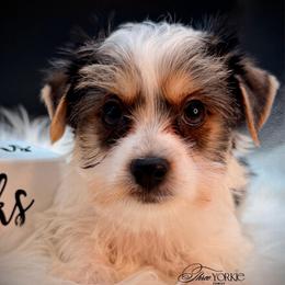 Parti' boy - Parti male Yorkshire Terrier puppy in Machesney Park, Illinois from Three Yorkie Family