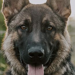German Shepherds from Vom Wolfshund Kennels