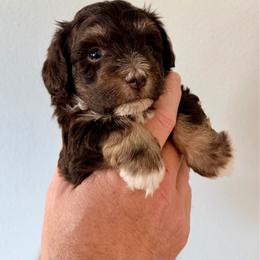 Padme - Liver female Miniature Schnauzer puppy in Warrenton, Oregon from Tiny Shadow Schnauzers